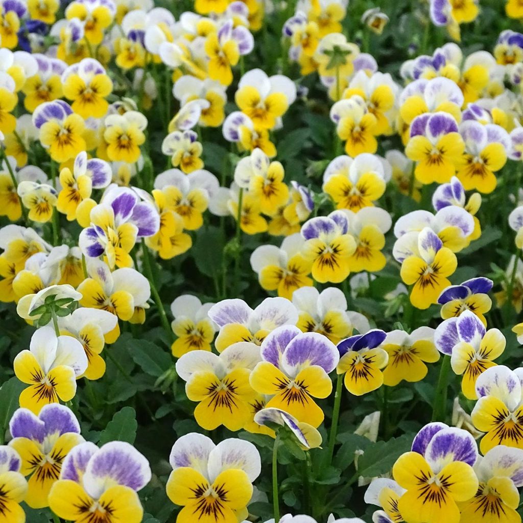 Viola cornuta Sorbet Yellow Blue Jump-Up - Hoornviooltje