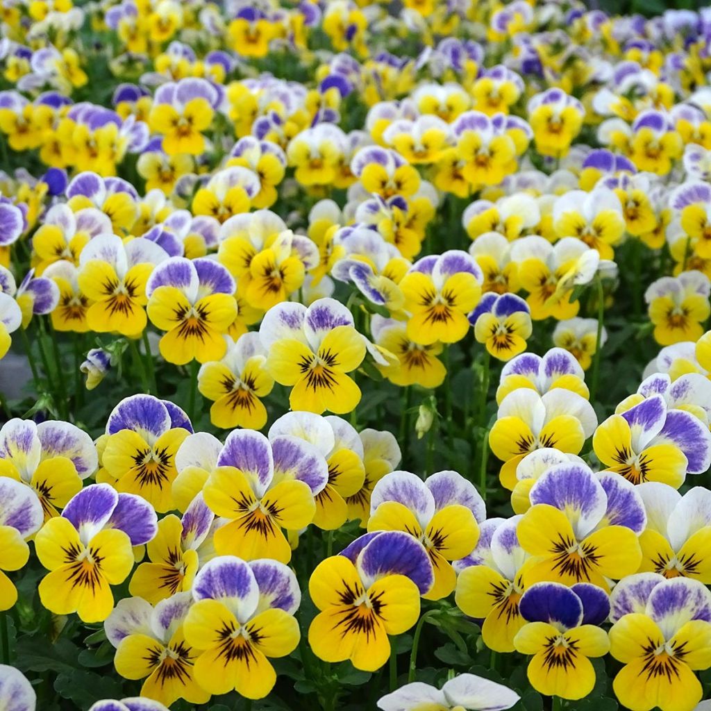 Viola cornuta Sorbet Yellow Blue Jump-Up - Hoornviooltje