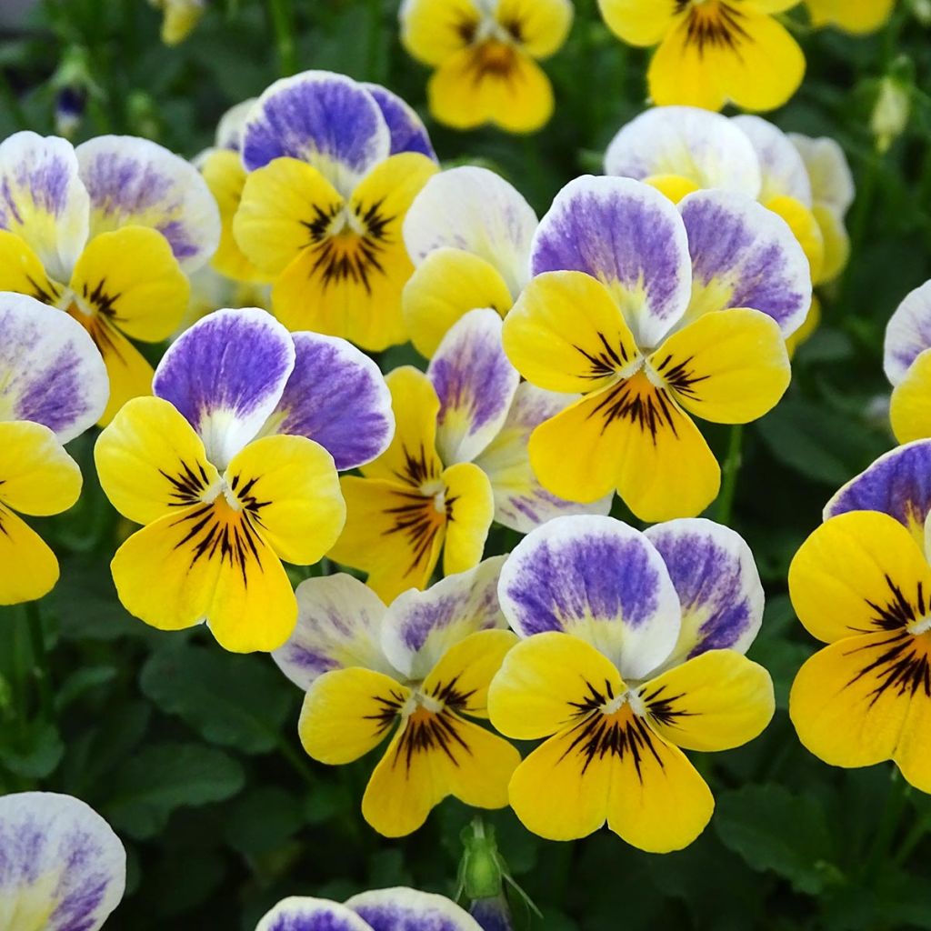 Viola cornuta Sorbet Yellow Blue Jump-Up - Hoornviooltje