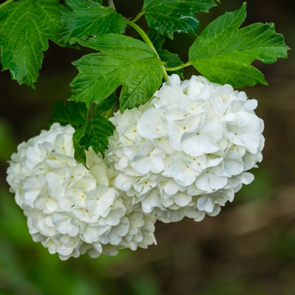 Viburnum opulus Roseum - Gelderse roos