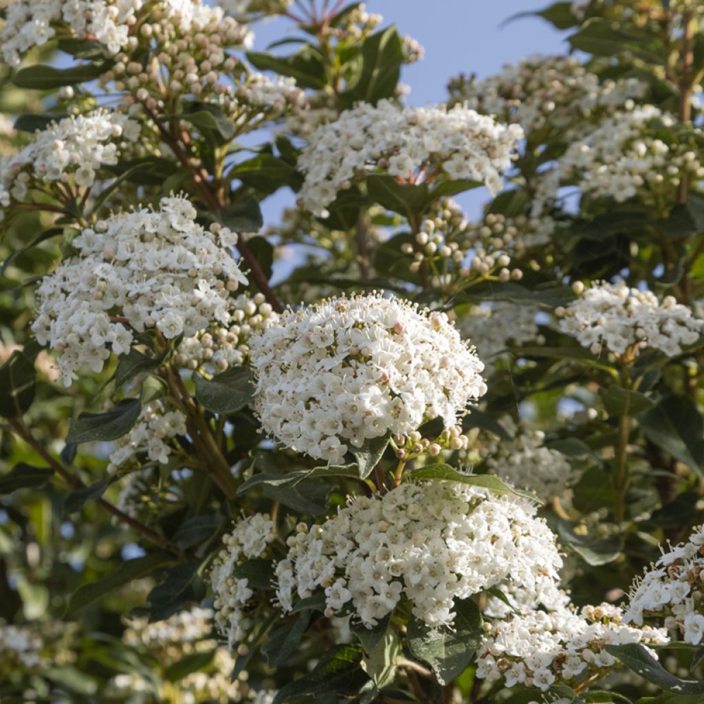 Viburnum tinus - Lauriersneeuwbal