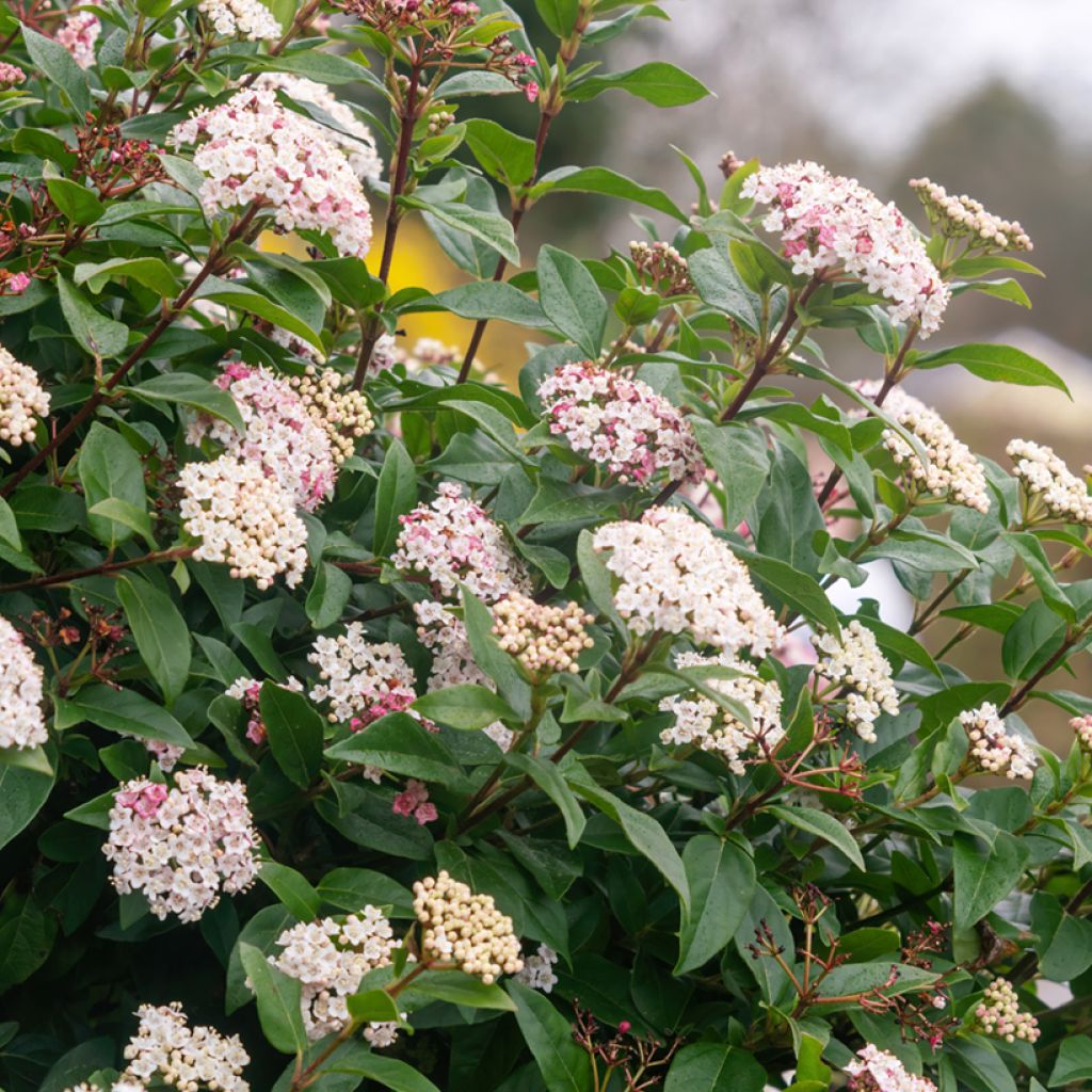 Viburnum tinus - Lauriersneeuwbal