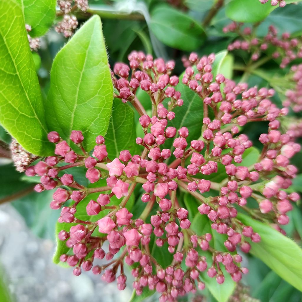 Viburnum tinus Gwenllian - Lauriersneeuwbal