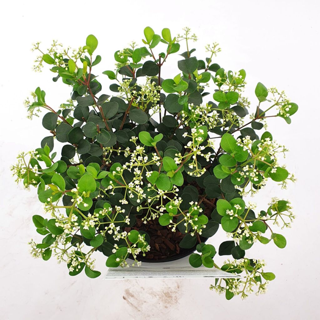 Viburnum Fairy Stars - Sneeuwbal