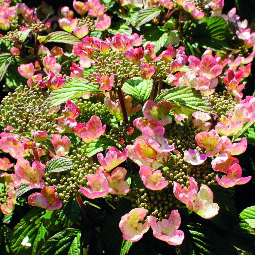 Viburnum plicatum Pinkimono - Japanse sneeuwbal