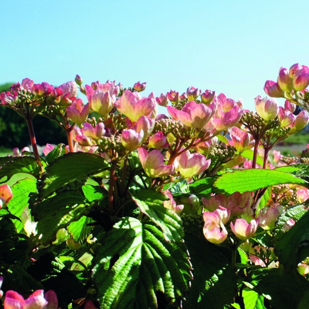 Viburnum plicatum Pinkimono - Japanse sneeuwbal