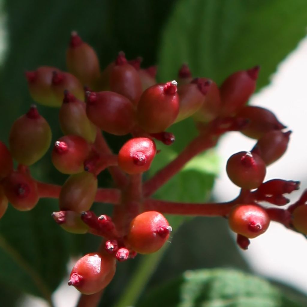 Viburnum plicatum Pinkimono - Japanse sneeuwbal