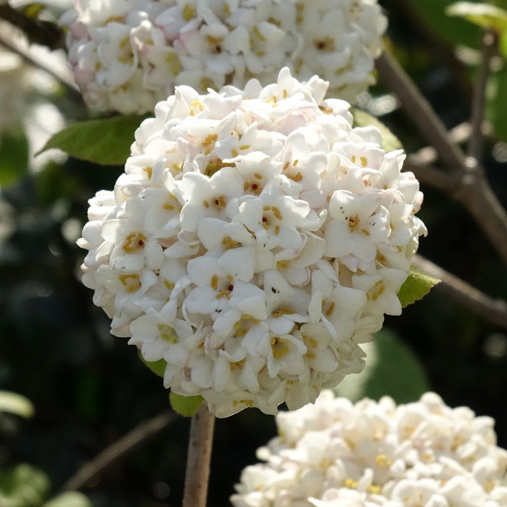 Viburnum x carlcephalum - Sneeuwbal