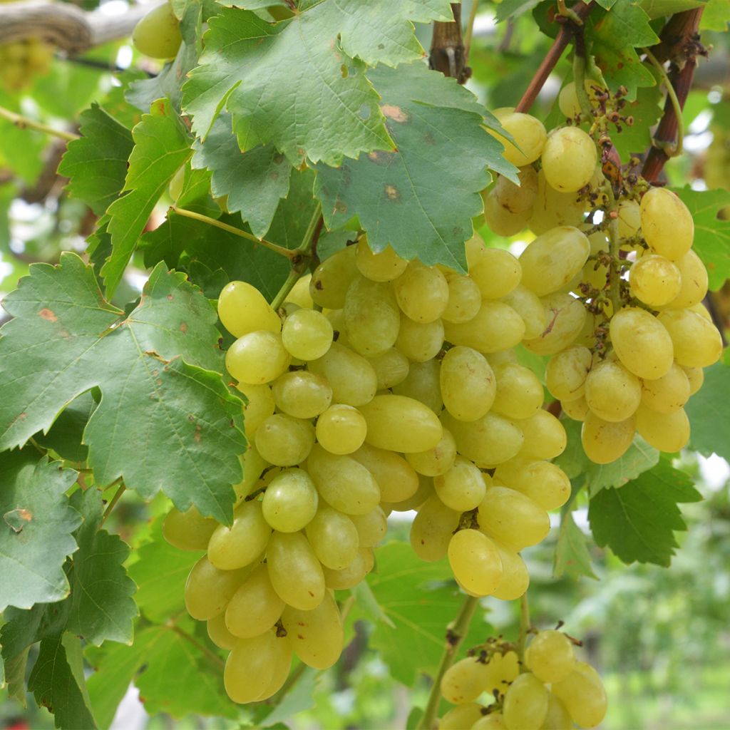 Druif Centennial Seedless