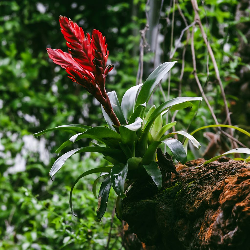 Vriesea Barbara - Vlammend zwaard