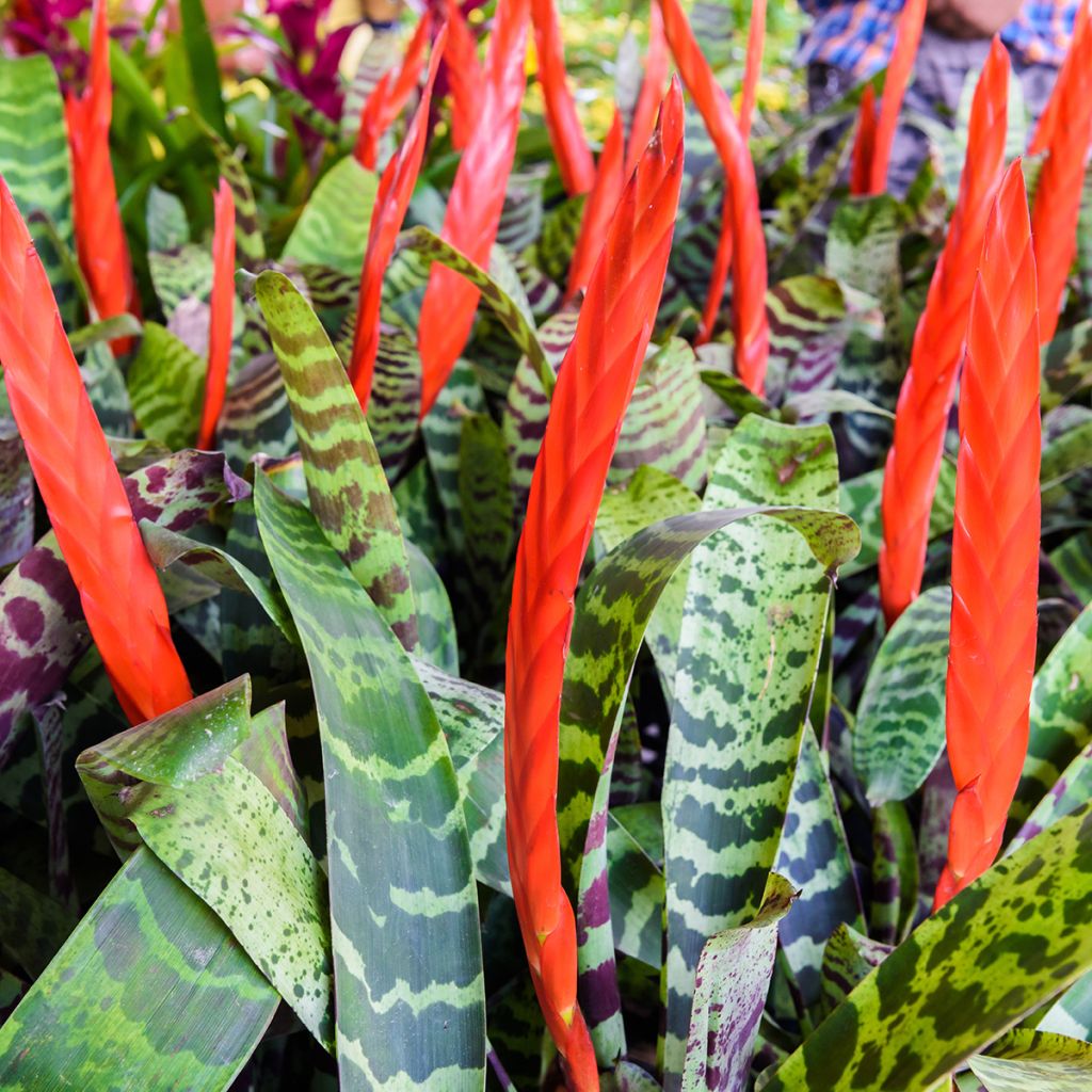 Vriesea Splendide - Vlammend zwaard