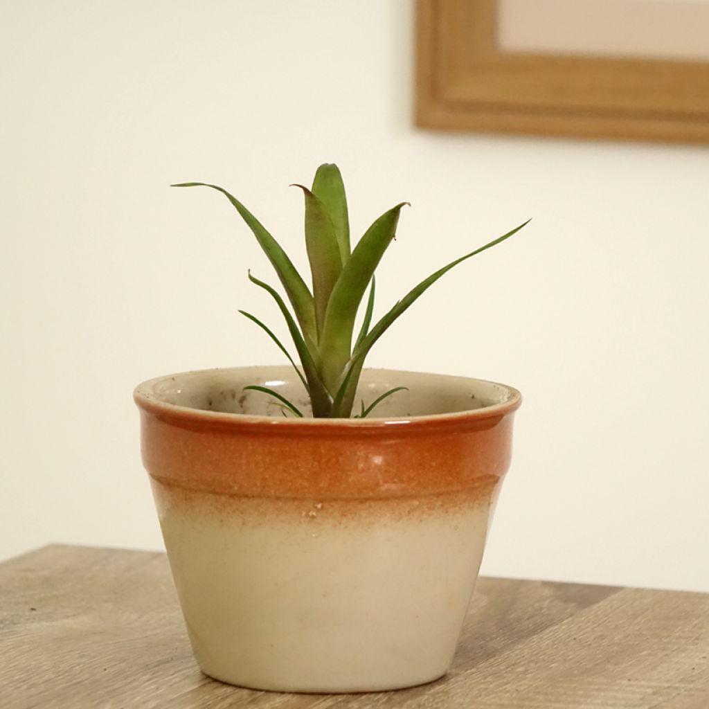 Vriesea Christiane - Vlammend zwaard