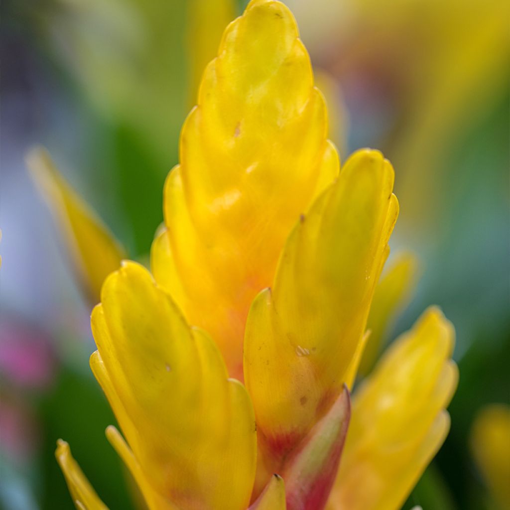 Vriesea Delphinus - Vlammend zwaard