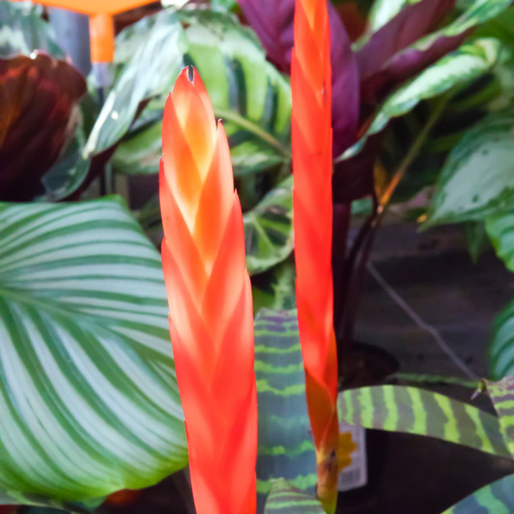Vriesea Favoriet - Bromelia
