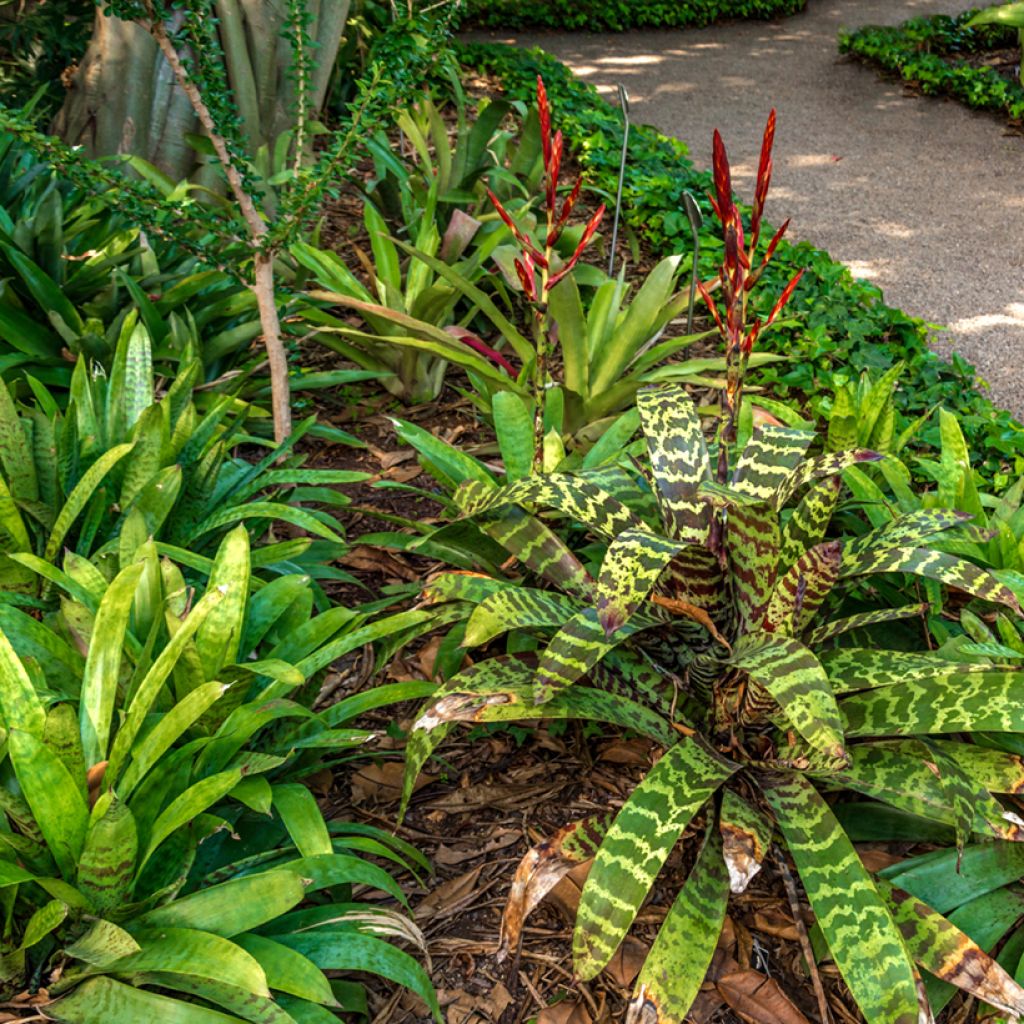 Vriesea Favoriet - Bromelia