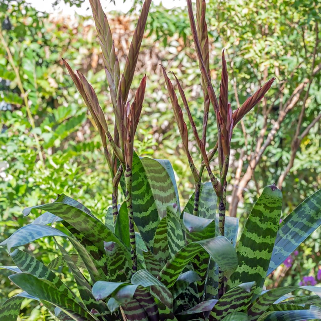 Vriesea Favoriet - Bromelia