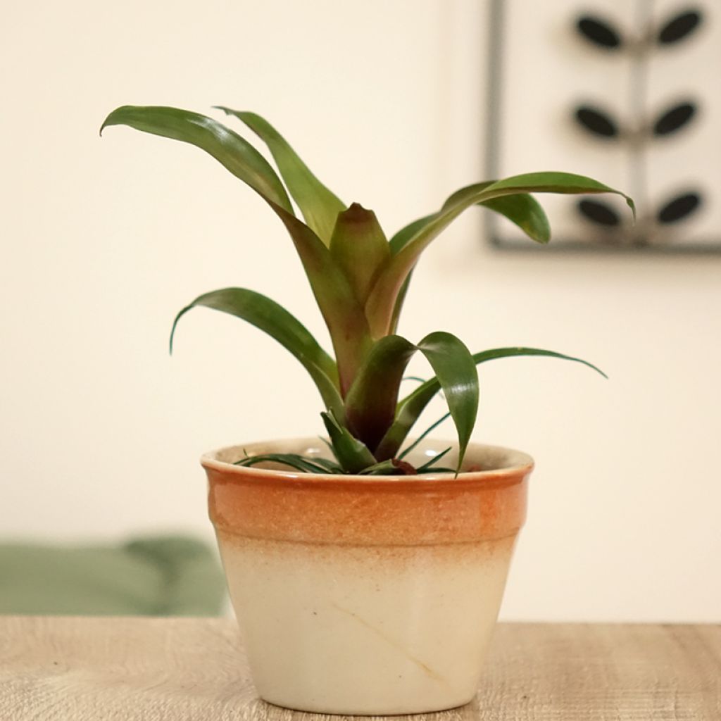 Vriesea Ida - Vlammend zwaard