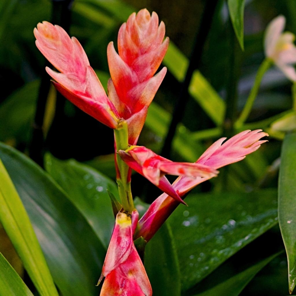 Vriesea Madonna - Vlammend zwaard