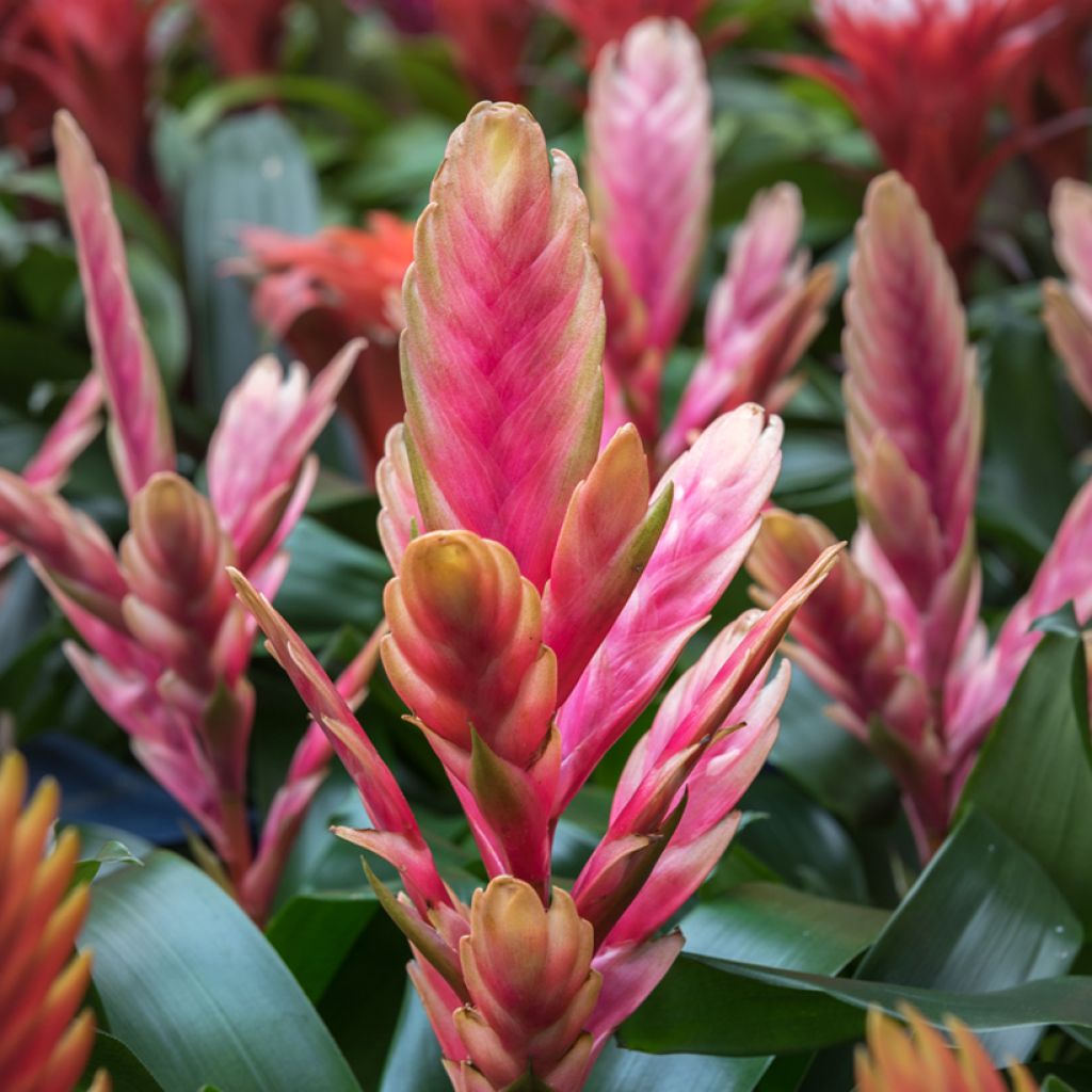 Vriesea Madonna - Vlammend zwaard