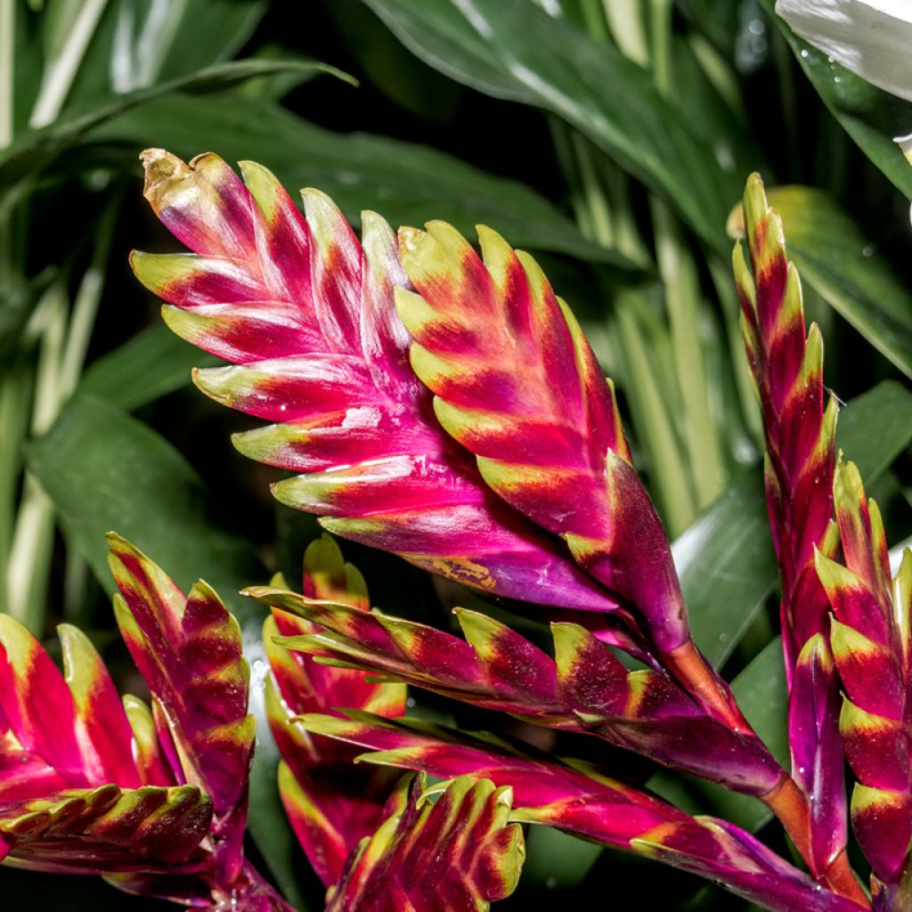 Vriesea Vogue - Vlammend zwaard