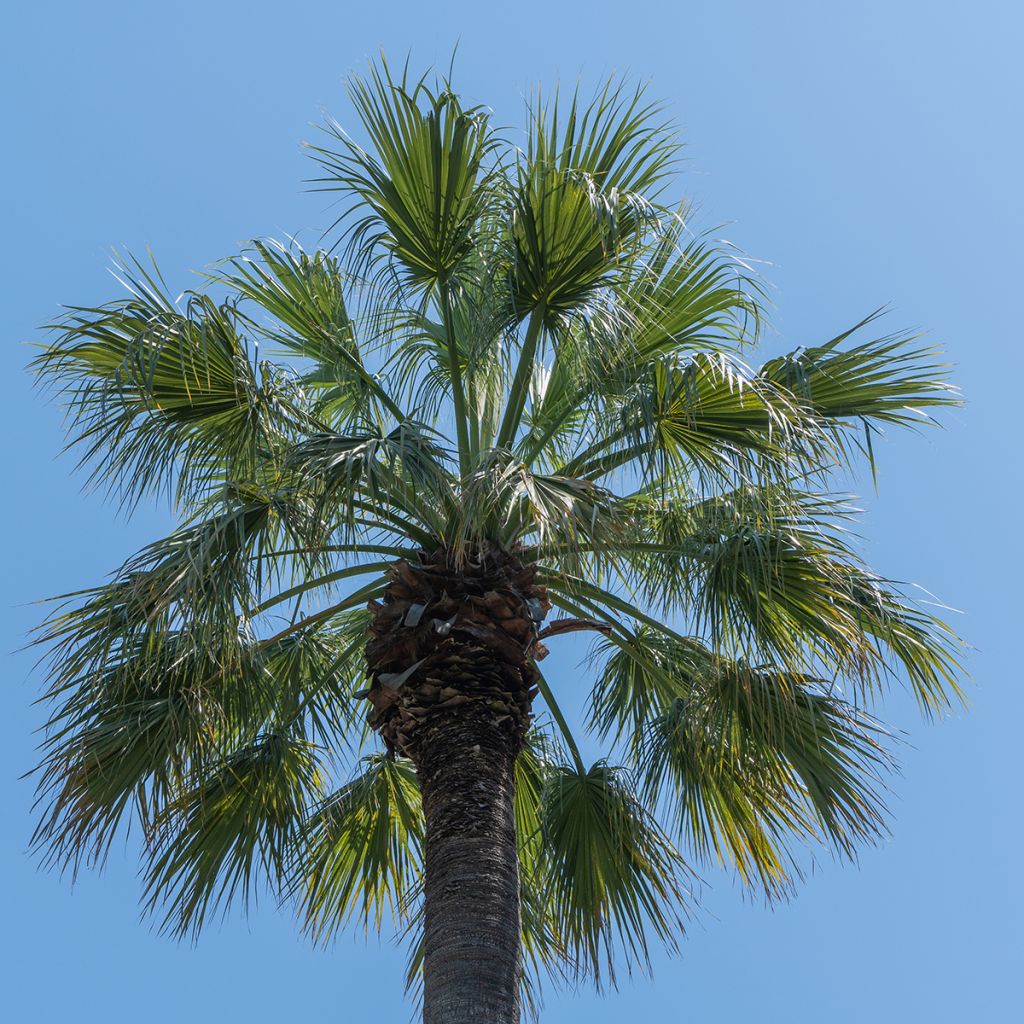 Washingtonia filifera (zaad) - Waaierpalm