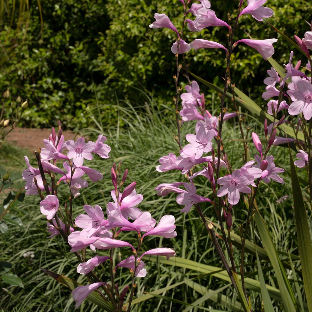 Watsonia borbonica - Watsonia