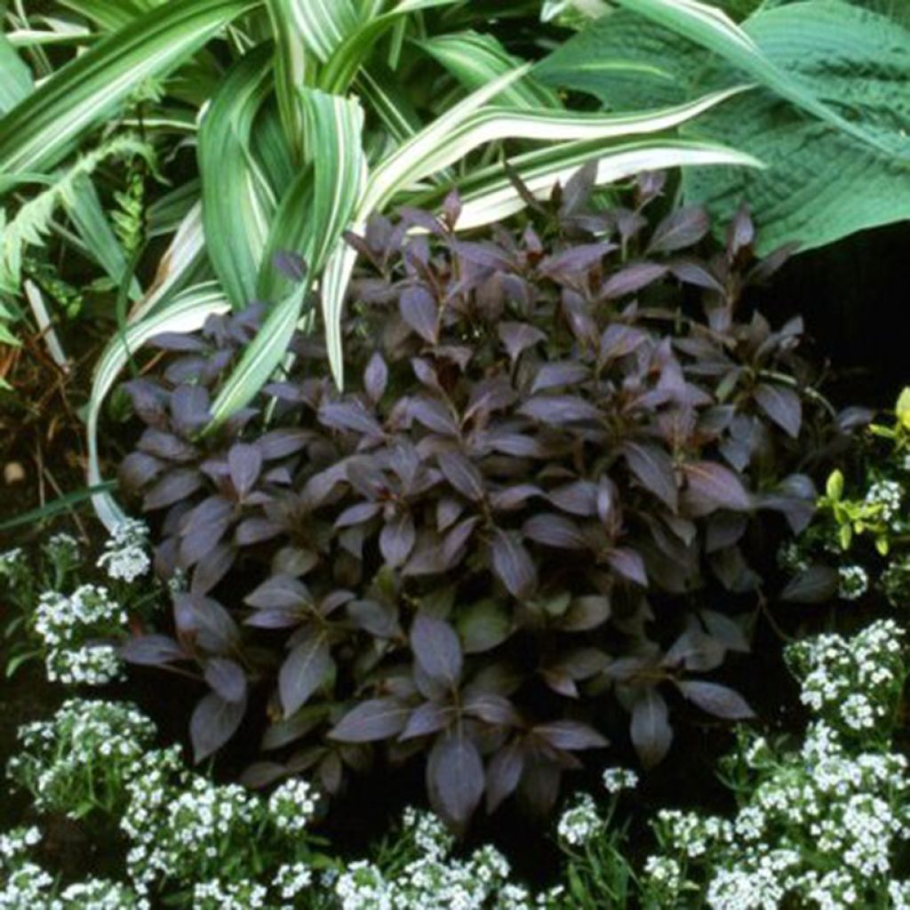 Weigelia florida Midnight Wine