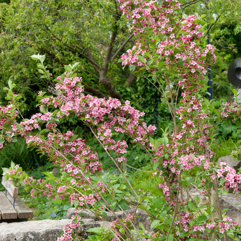 Weigelia florida Rosea