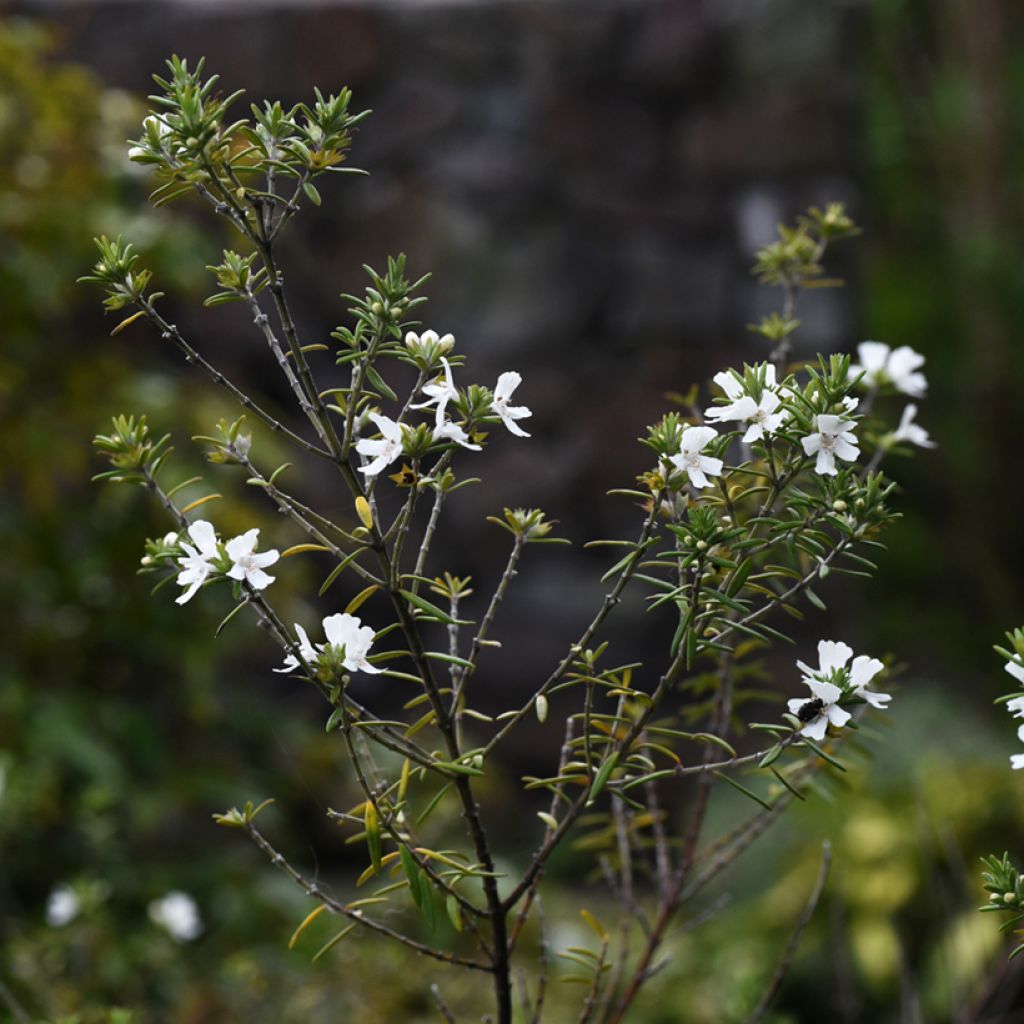 Westringia fruticosa Alba - Australische rozemarijn wit
