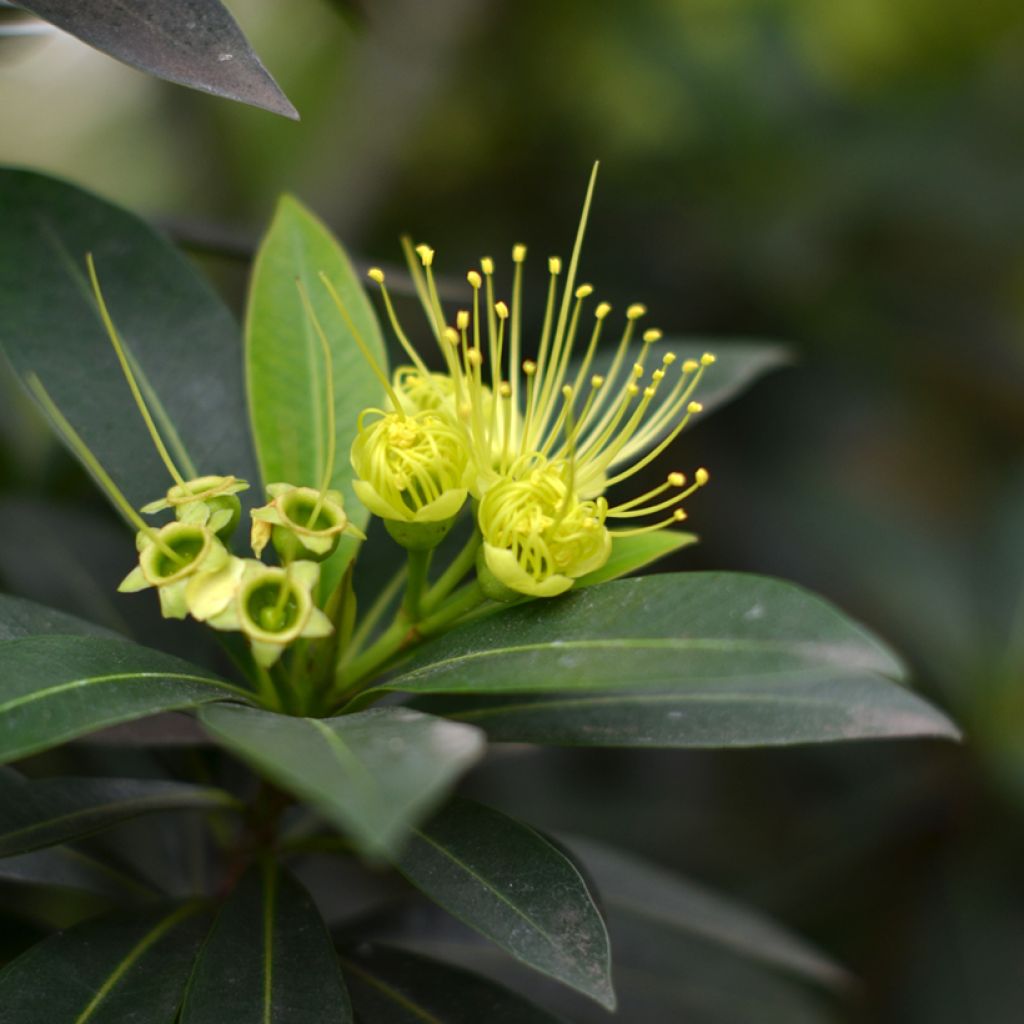 Xanthostemon chrysanthus