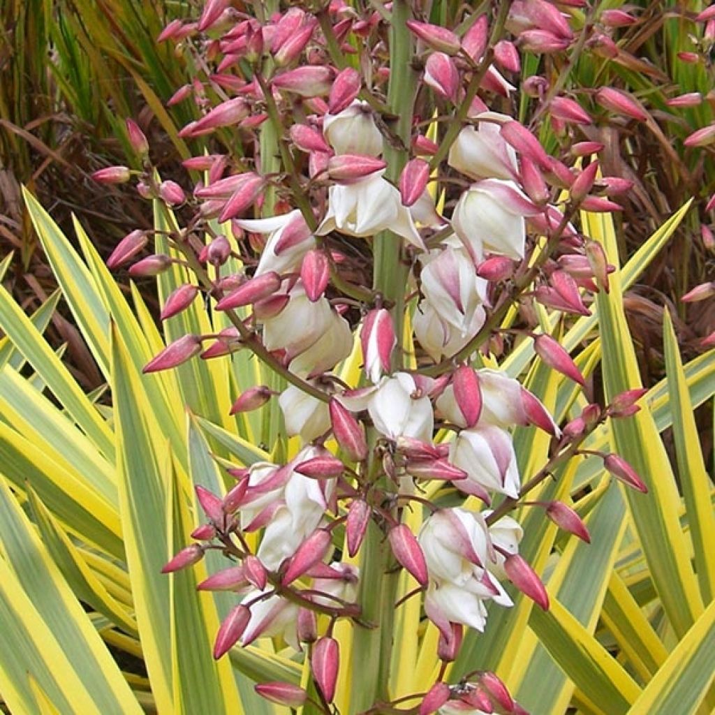 Yucca recurvifolia Bright Star Walbristar - Palmlelie