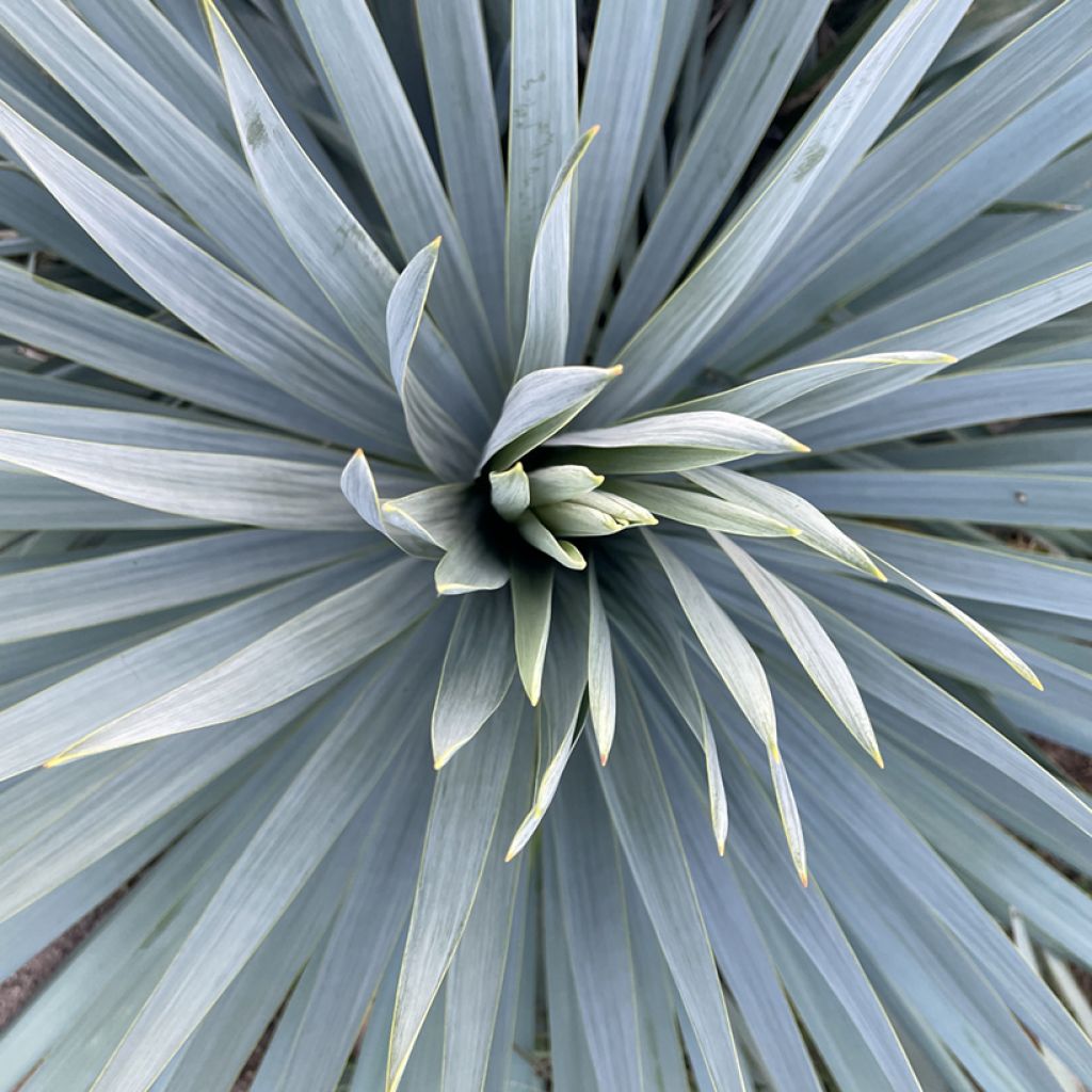 Yucca French Flag - Palmlelie