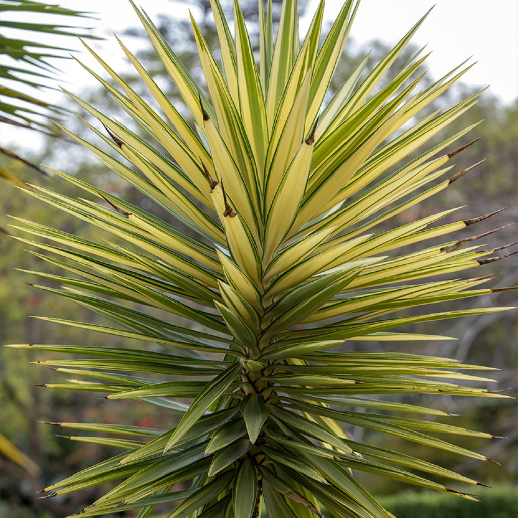 Yucca aloifolia Variegata - Spaanse bajonet