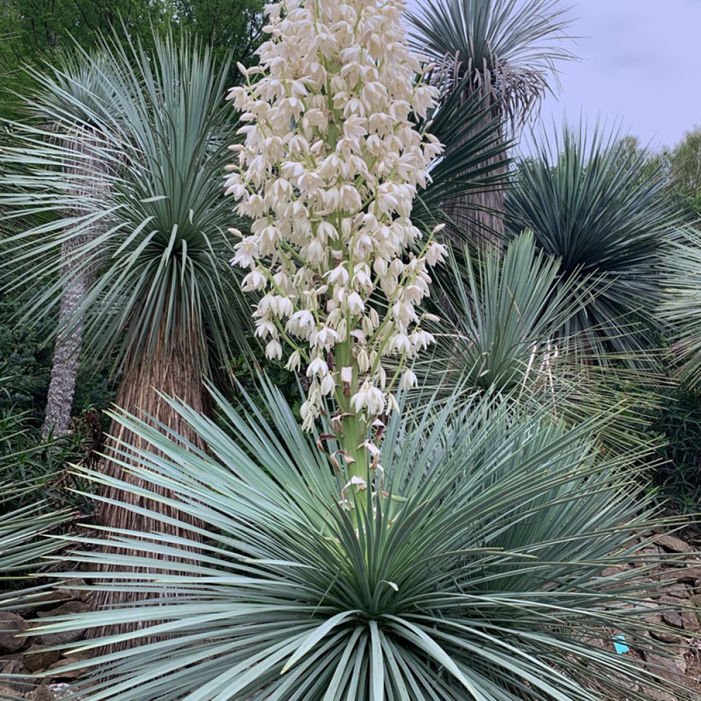 Yucca linearifolia - Palmlelie
