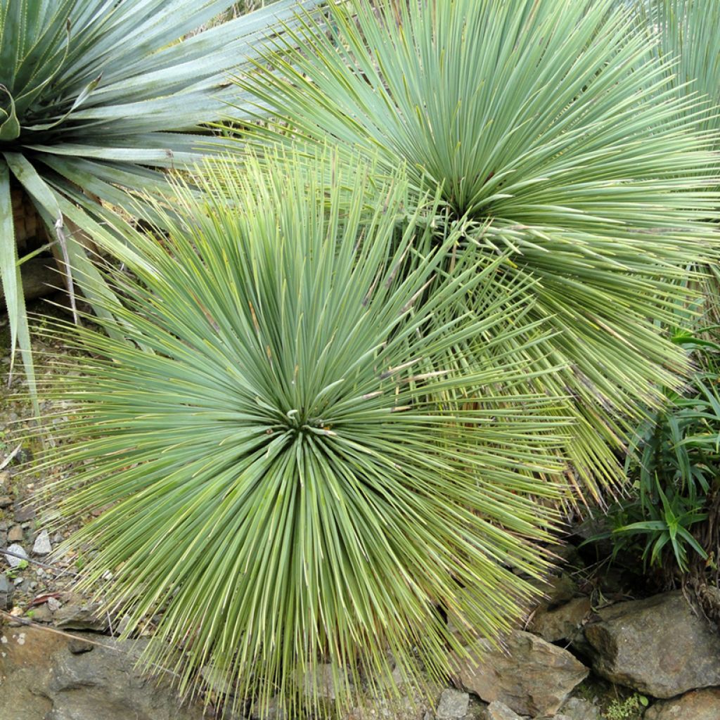 Yucca linearifolia - Palmlelie