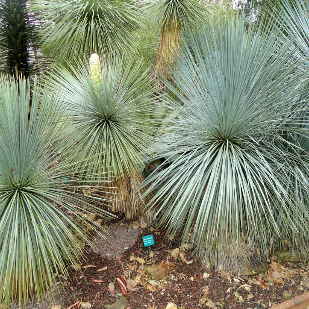 Yucca linearifolia - Palmlelie