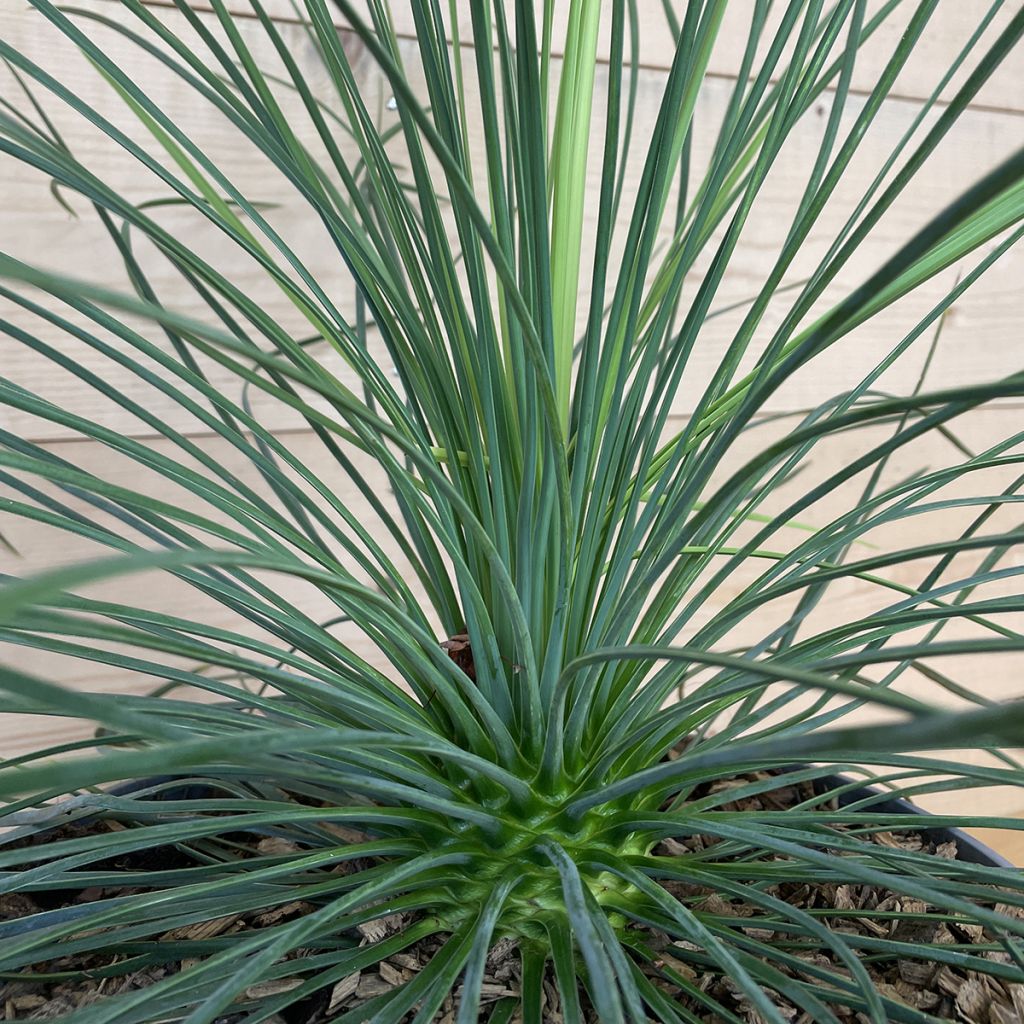 Yucca Cascade - Palmlelie
