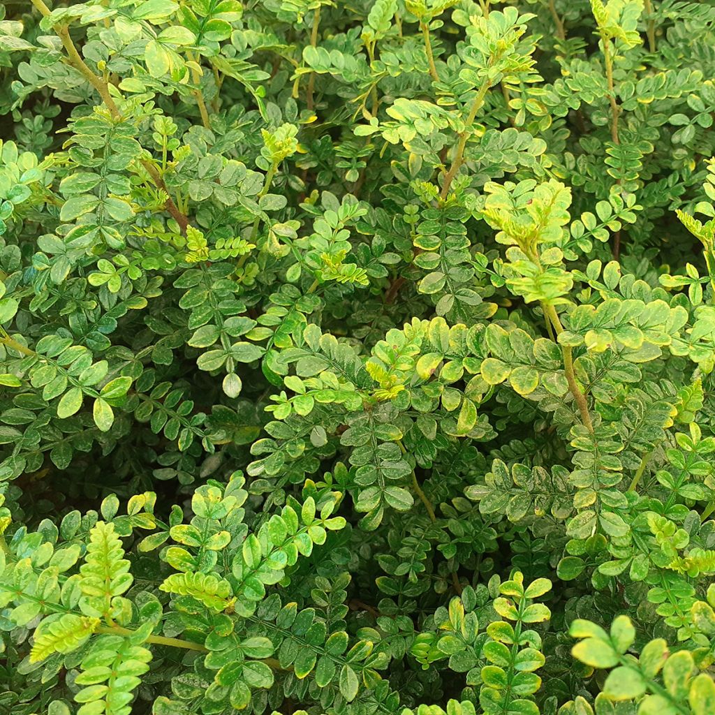 Zanthoxylum beecheyanum - Japanse peper