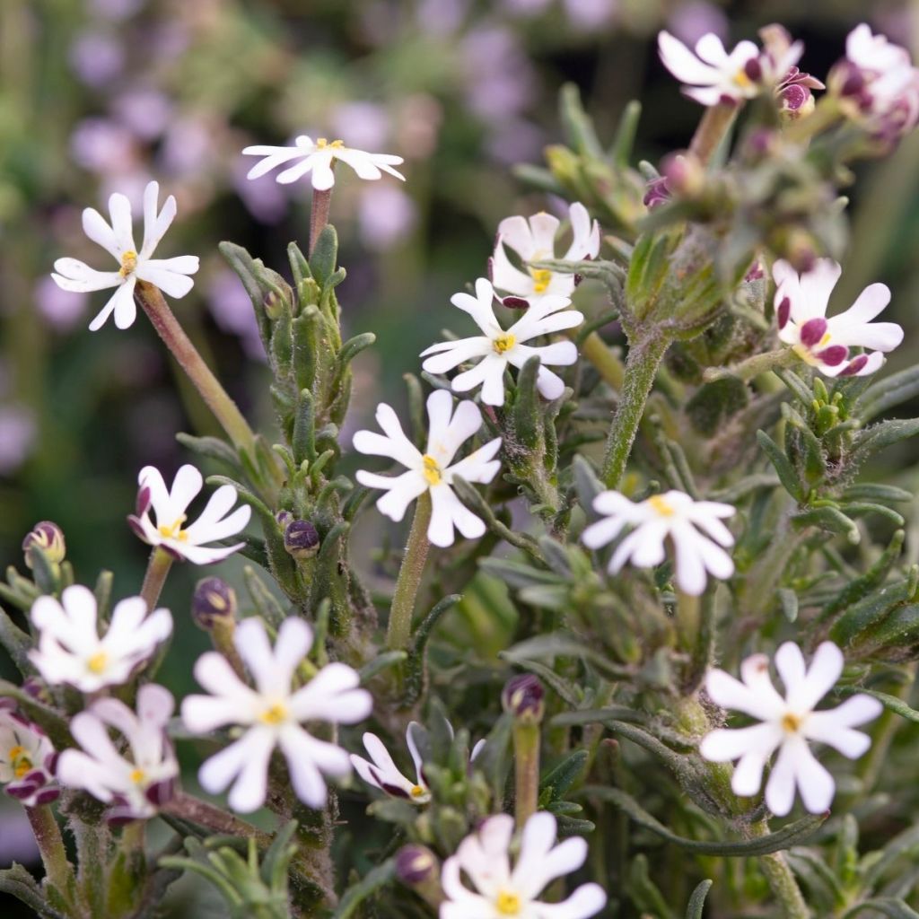Zaluzianskya capensis (zaad) - Nachtphlox