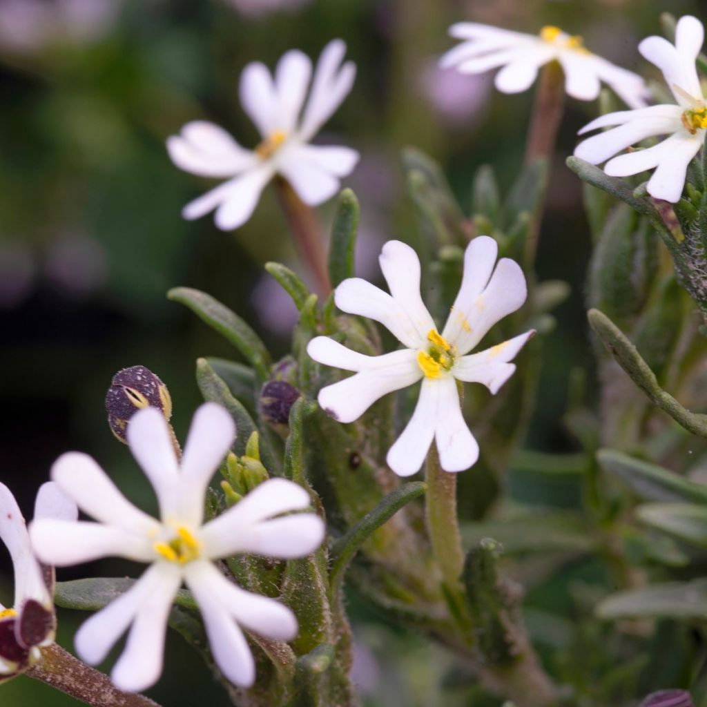 Zaluzianskya capensis (zaad) - Nachtphlox