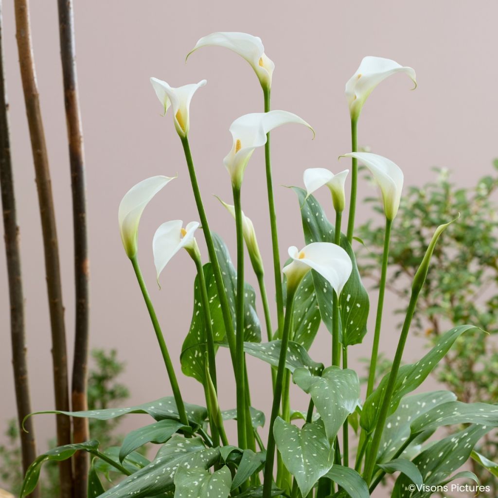 Zantedeschia aethiopica Scented Lady - Witte aronskelk