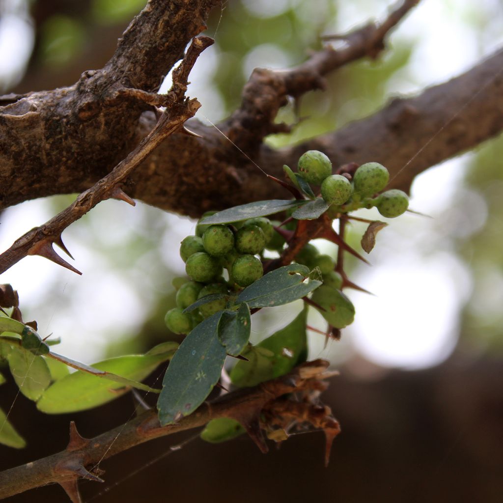 Zanthoxylum americanum - Kiespijnboom