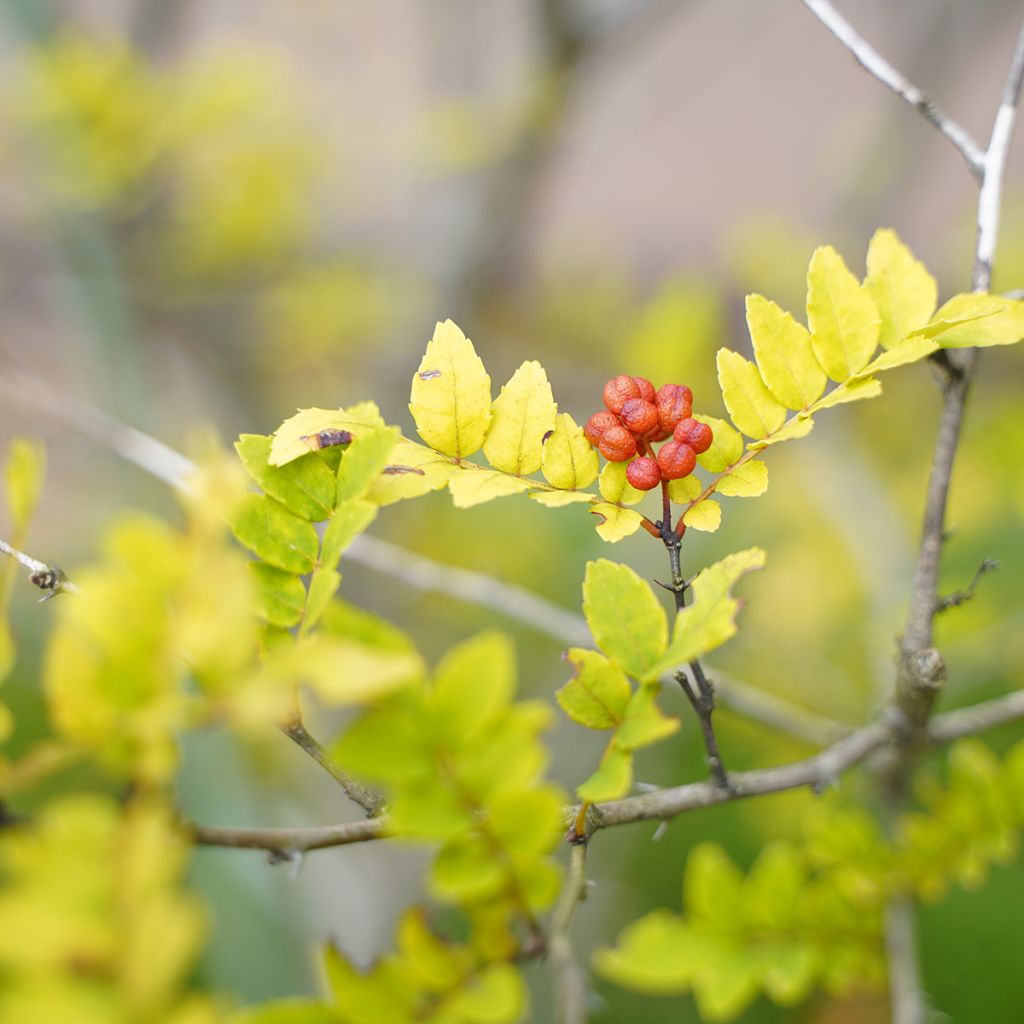 Zanthoxylum piperitum - Japanse peperboom