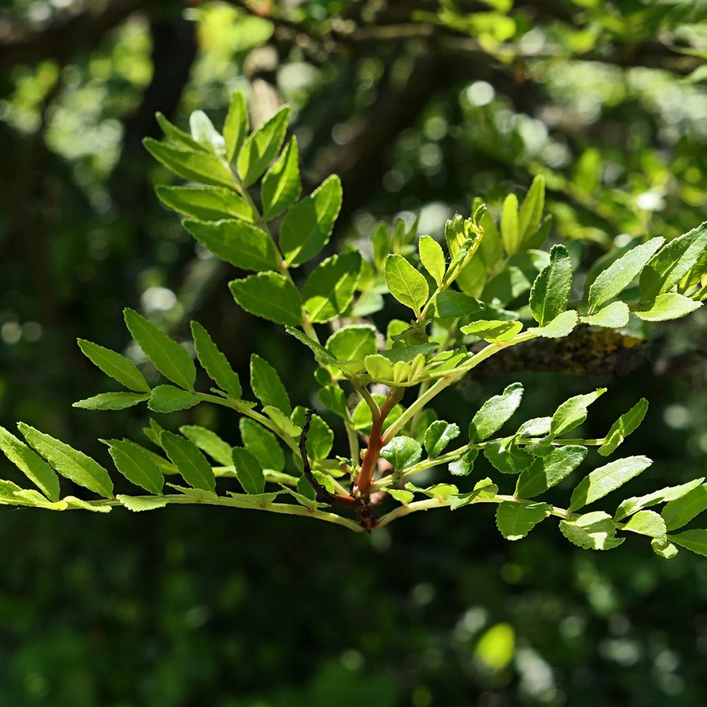 Zanthoxylum schinifolium - Sichuanpeperboom