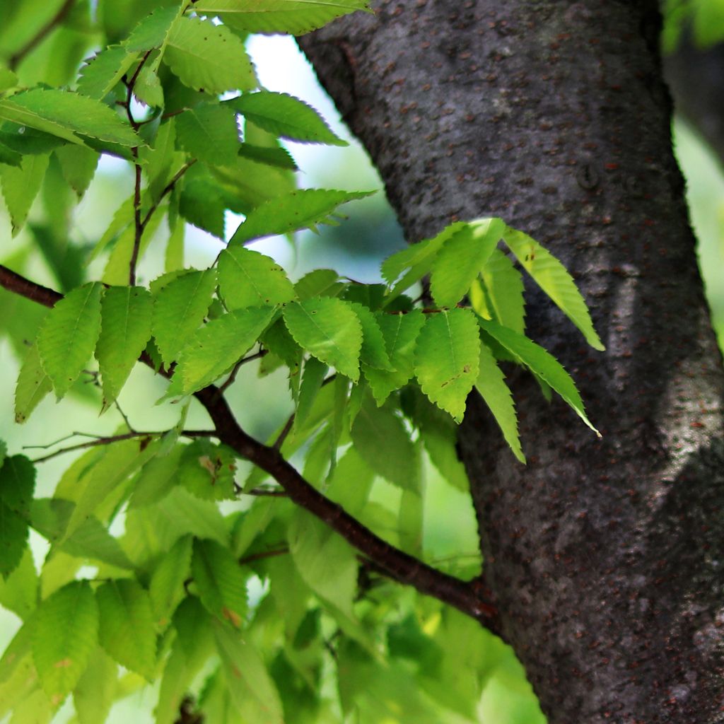 Zelkova serrata - Japanse zelkova