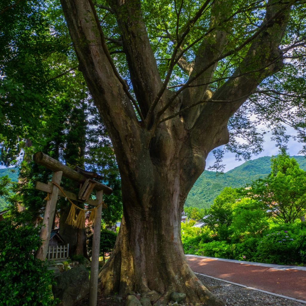 Zelkova serrata - Japanse zelkova