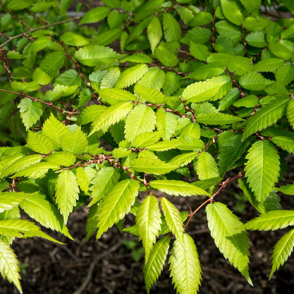Zelkova serrata Goblin - Japanse zelkova