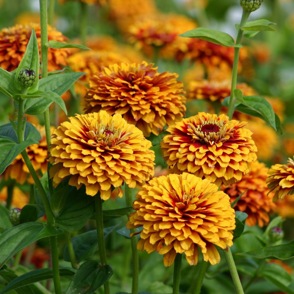 Zinnia elegans Macarenia (zaad) - Zahara-bloem