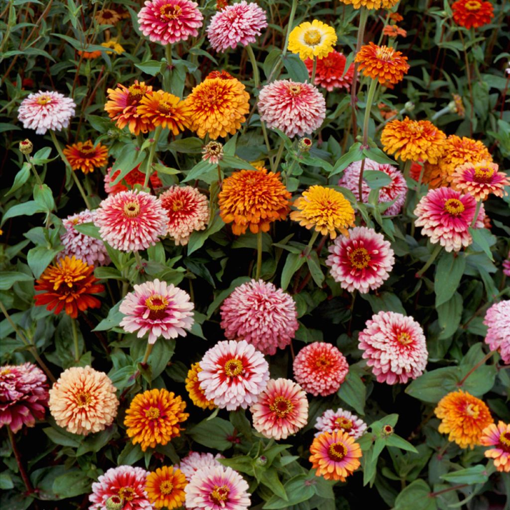 Zinnia elegans Whirlygig Mixed (zaad) - Zahara-bloem