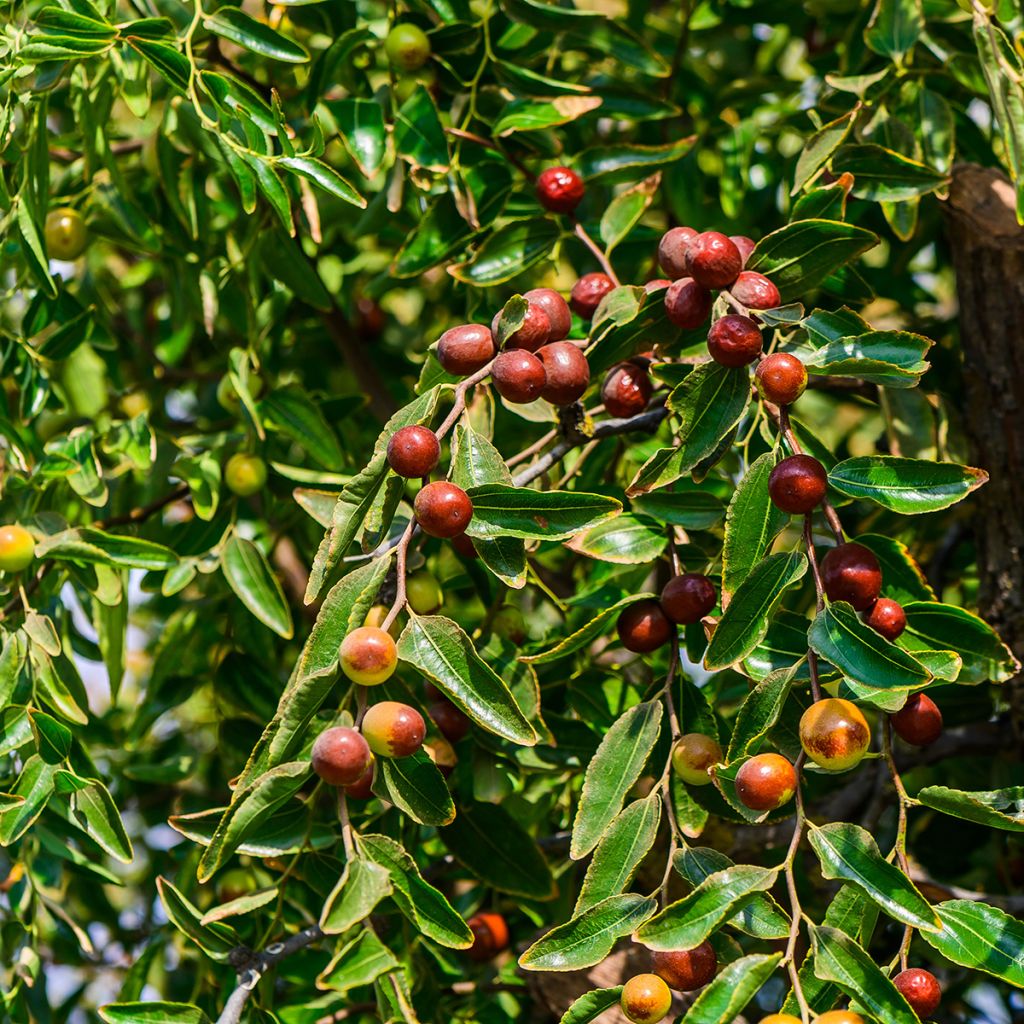 Chinese dadelboom Abundance - Ziziphus jujuba